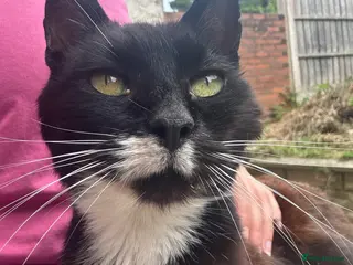 Mixed Breed cats Cuckoo The Cat - Advert 1