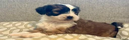 Tibetan Terrier dogs for sale: Adorable Kc Reg Tibetan terriers Puppies - Advert 3
