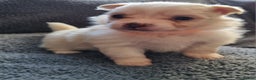 Pomchi dogs for sale: Adorable Pomchi Puppies - Viewings now welcome - Advert 2