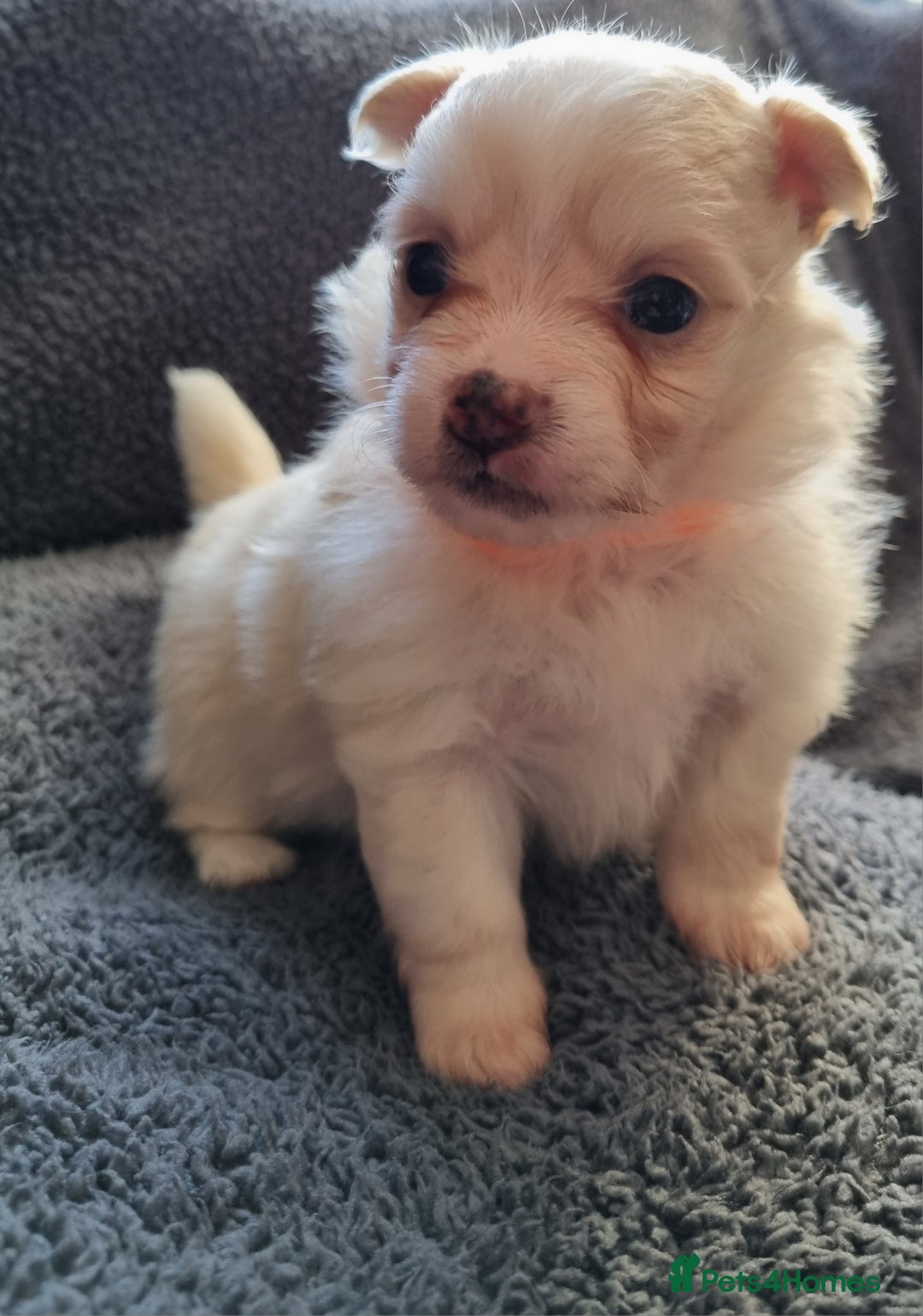 Pomchi dogs for sale: Adorable Pomchi Puppies - Viewings now welcome - Advert 2
