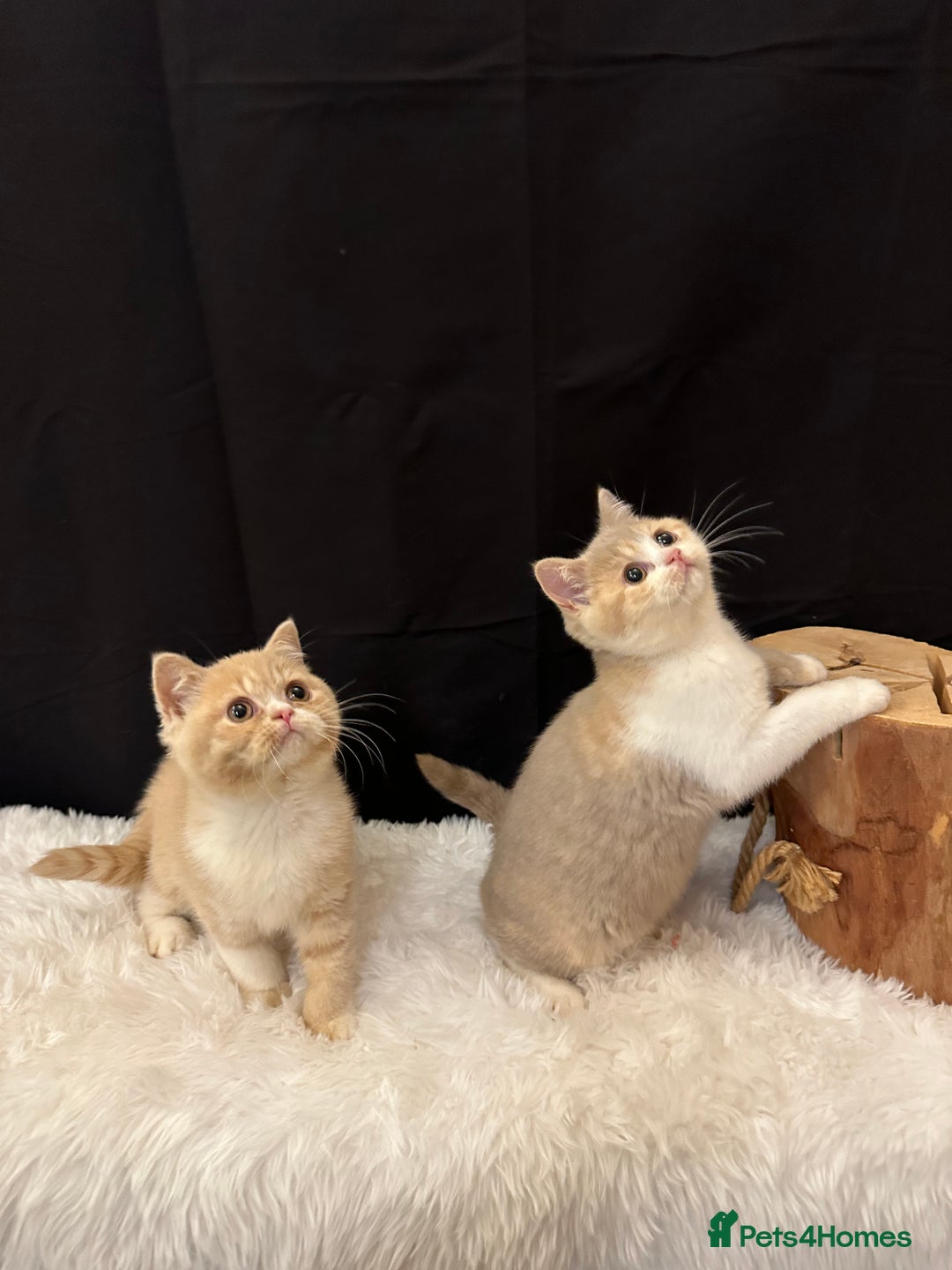 British Shorthair cats for sale: READY NOW - Full Pedigree Registered BSH kittens  - Advert 27
