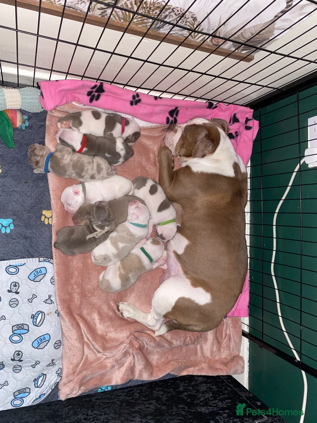 Olde English Bulldogge dogs for sale: Olde English Bulldogge litter in Walsall - Advert 1