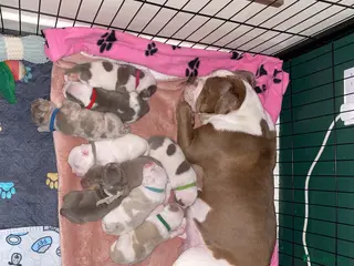 Olde English Bulldogge dogs Olde English Bulldogge litter - Advert 5