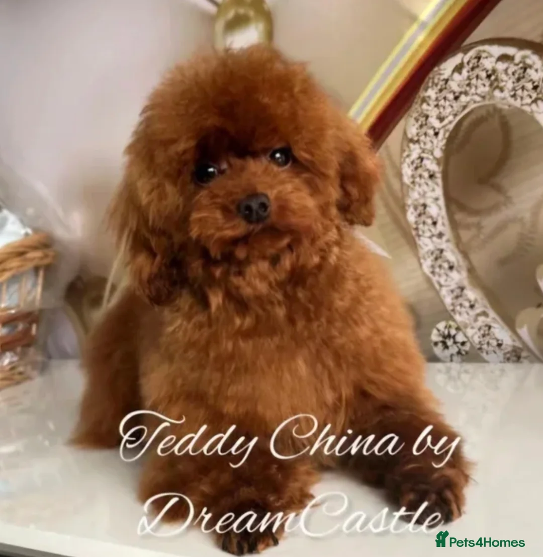 Toy Poodle dogs for sale: 100% Asian Toy Poodles 🐩🐩 - Structure & Colour - Advert 2
