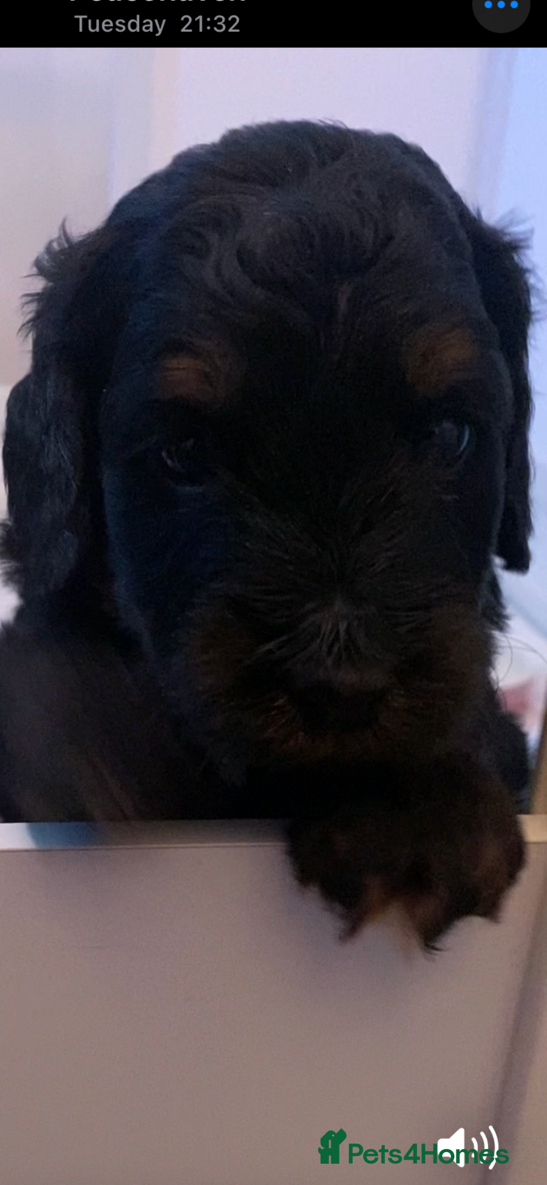 Cockapoo dogs for sale: Beautiful F2 Cockapoo Puppies  - Advert 5