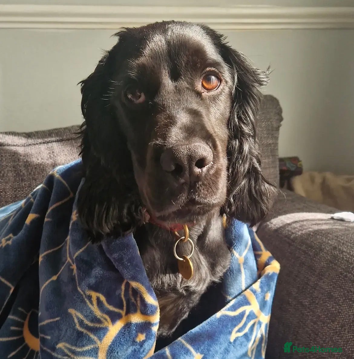 Cocker Spaniel dogs 4 year old male cocker spaniel for re home  - Advert 8