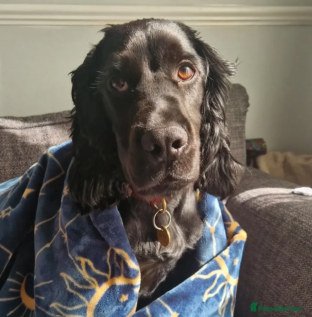 Cocker Spaniel dogs for sale: 4 year old male cocker spaniel for re home  - Advert 1