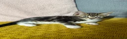 Mixed Breed cats for sale: Friendly kittens  - Advert 13