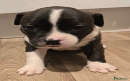 American Bull Staffy dogs for sale: Stunning litter of American bull x staffy puppys  - Advert 11