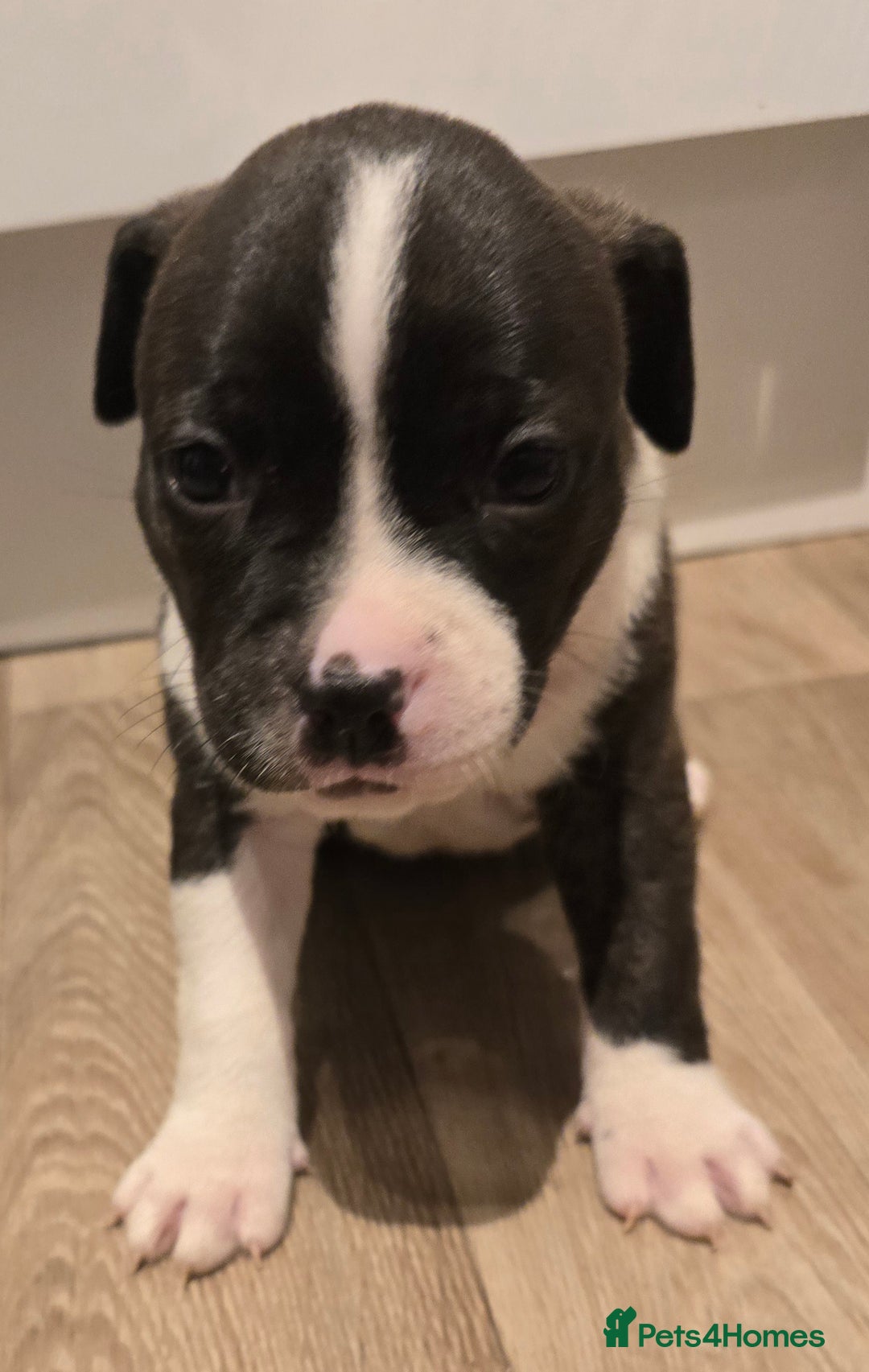 American Bull Staffy dogs for sale: Stunning litter of American bull x staffy puppys  - Advert 11