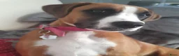 Mixed Breed dogs for sale: Boxer X in Fleetwood - Advert 8