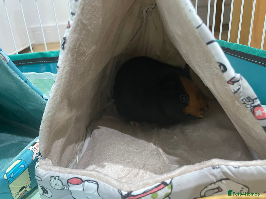 Guinea Pig rodents for sale: X2 Male Guinea Pigs  - Image 5