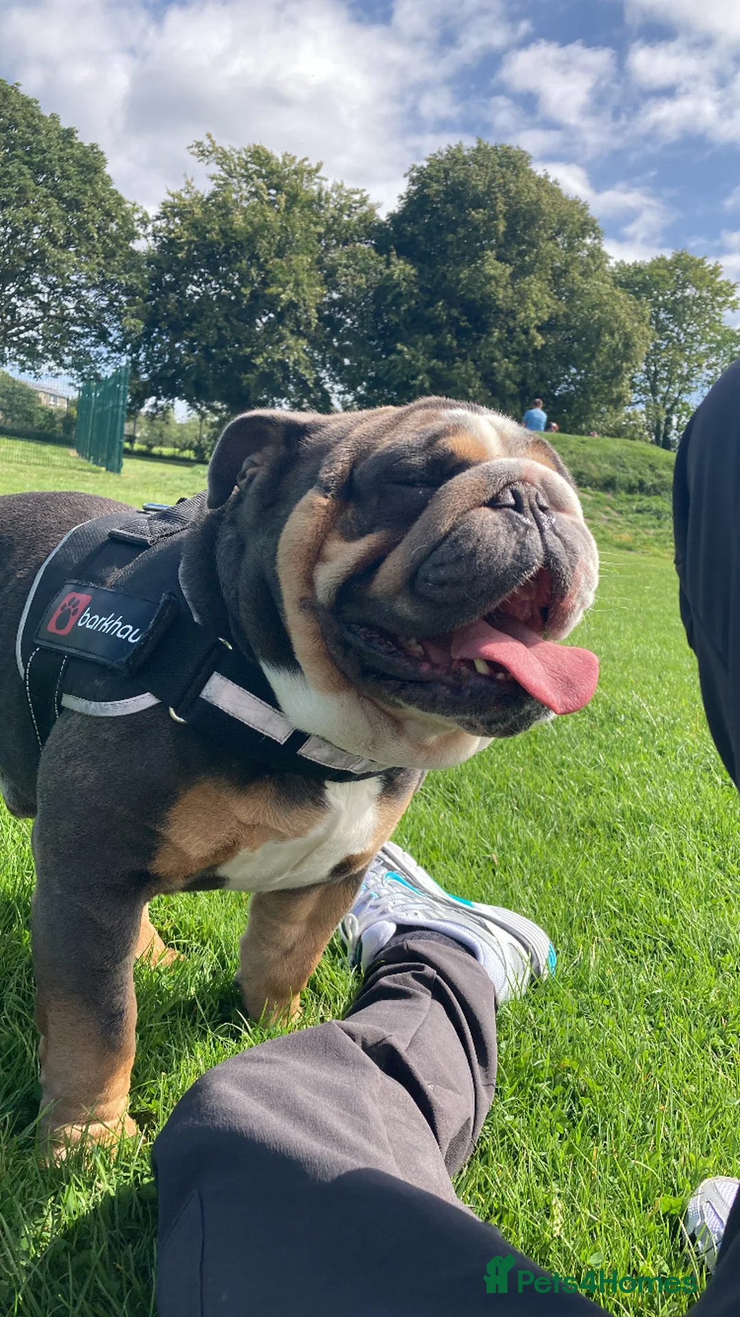 English Bulldog dogs for stud: English Bulldog Stud – Exceptional Temperament - Advert 6