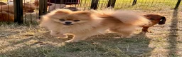 Pomeranian dogs for adoption: 🐾 Ulya – Female Pom Looking for a Forever Home 🐾 - Advert 6