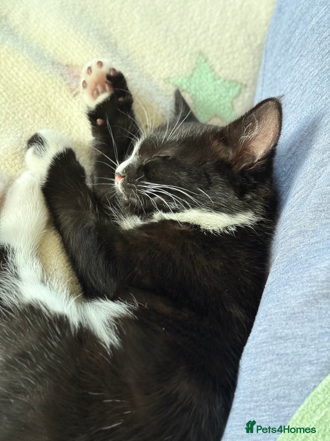 Mixed Breed cats for sale: Kittens  - Image 16