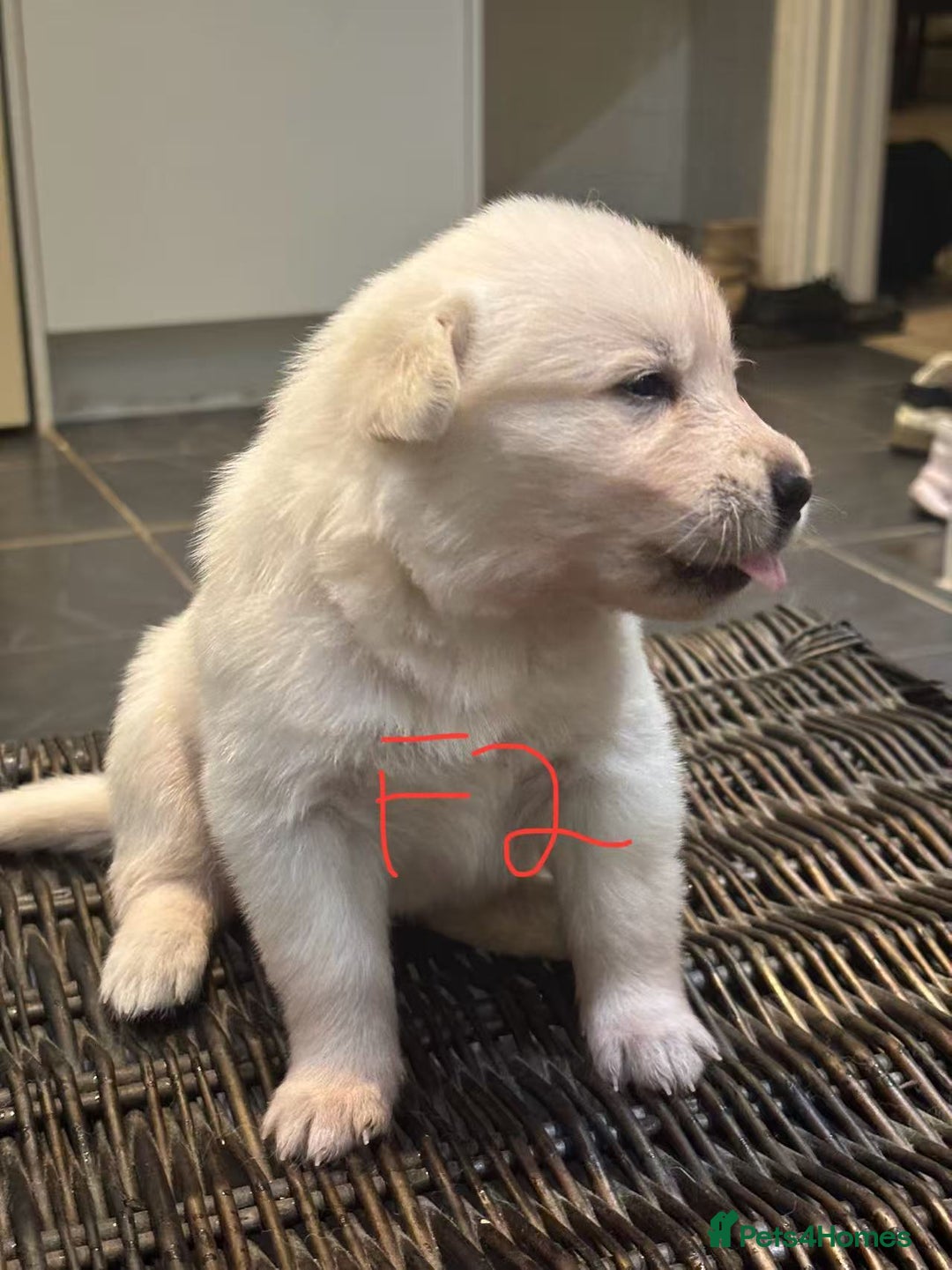 Mixed Breed dogs for sale: puppies for sale - Advert 17