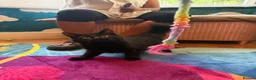 Mixed Breed cats for sale: 🖤 Beautiful 5-Month-Old Black Long-Haired Kitten  - Advert 6