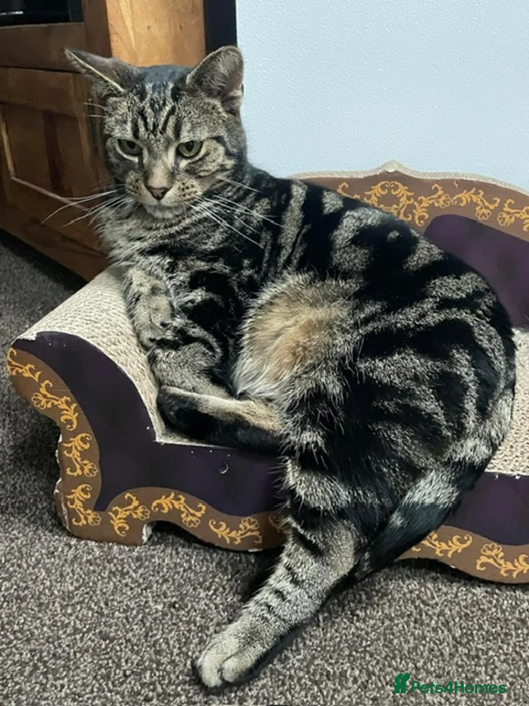 Mixed Breed cats for sale: Brother & Sister cat available for free in Welwyn - Advert 5