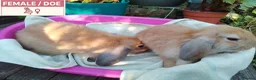 Dwarf Lop rabbits for sale: Pretty Dwarf Lop Babies: Males & Females - Advert 10