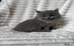 British Shorthair cats for sale: OUTSTANDING GCCF + HEALTH TESTED BSH + BLH KITTENS - Image 27
