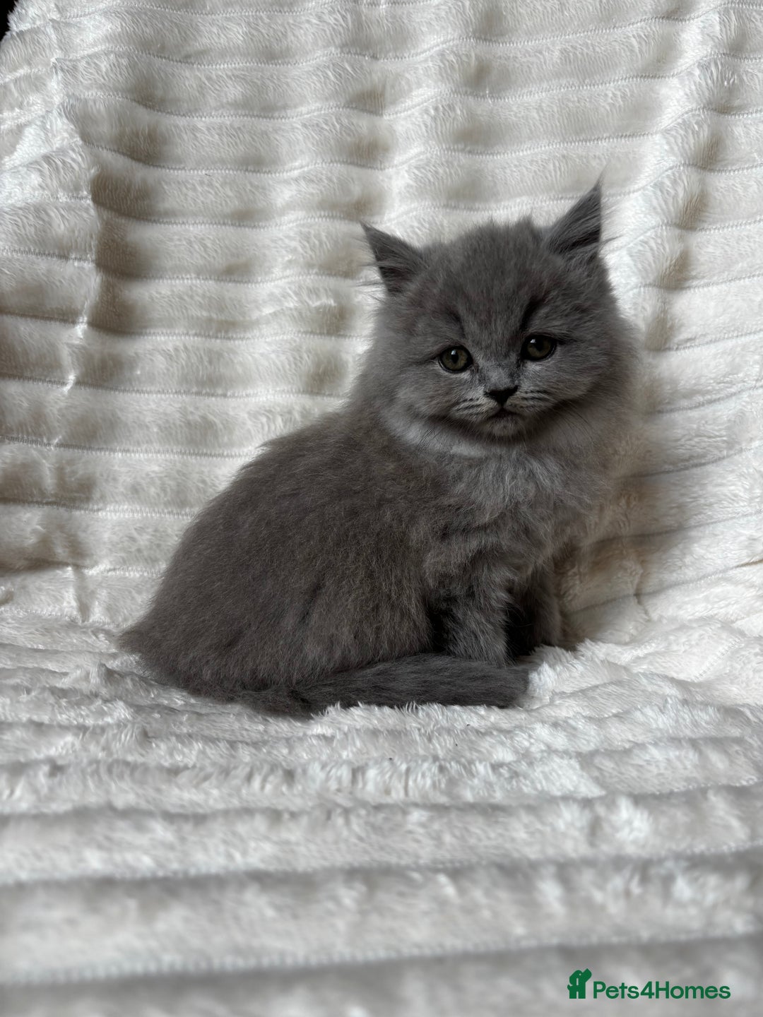 British Shorthair cats for sale: OUTSTANDING GCCF + HEALTH TESTED BSH + BLH KITTENS - Image 27
