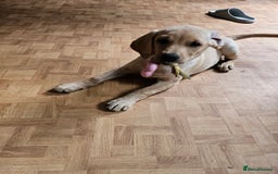 Labrador Retriever dogs for sale: Labrador pup  - Image 4