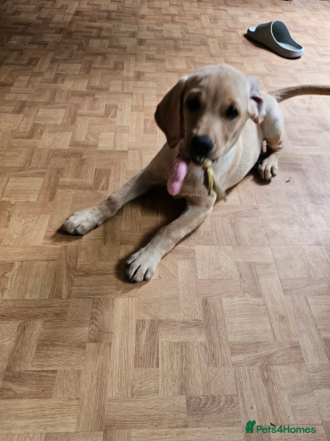 Labrador Retriever dogs for sale: Labrador pup  - Image 4