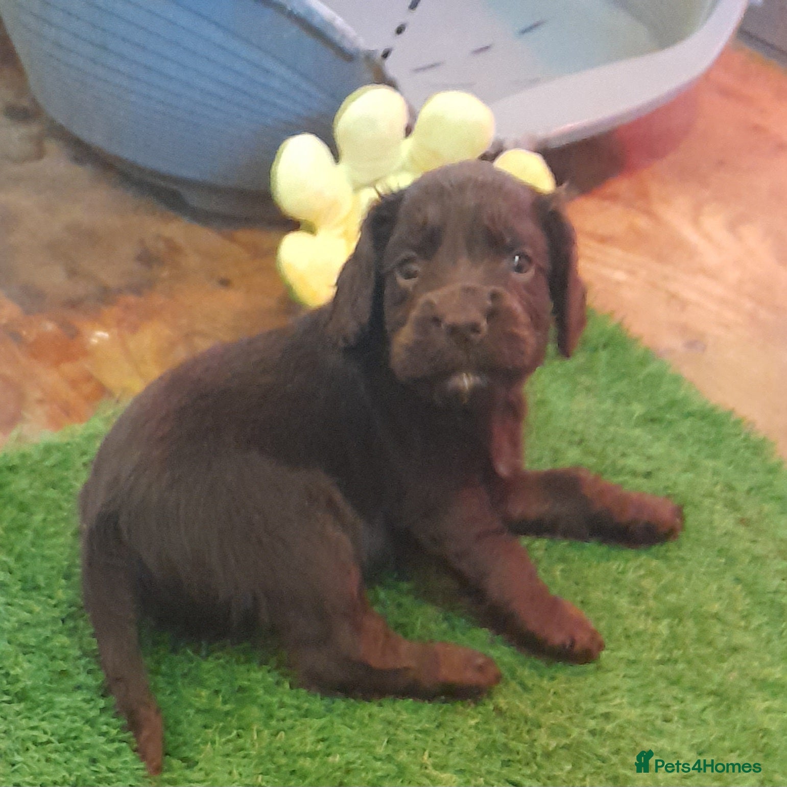 Cocker Spaniel dogs Cocker Spaniel puppies - 1 boy left! - Advert 16