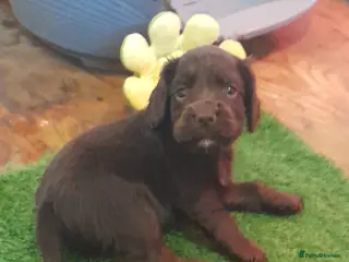 Cocker Spaniel dogs Cocker Spaniel puppies - 1 boy left! - Advert 16