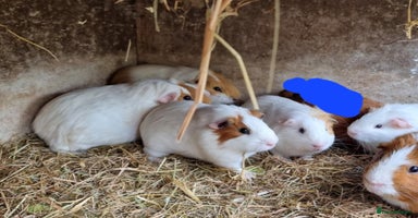 Guinea Pig rodents - Advert 15