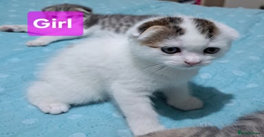 Mixed Breed cats - Advert 14