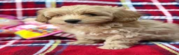 Poochon dogs for sale: Beautiful Teddy Bear Poochon Puppies  - Advert 14