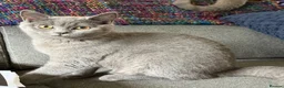 British Shorthair cats for sale: One lovely little blue BSH left, available now.  - Advert 3