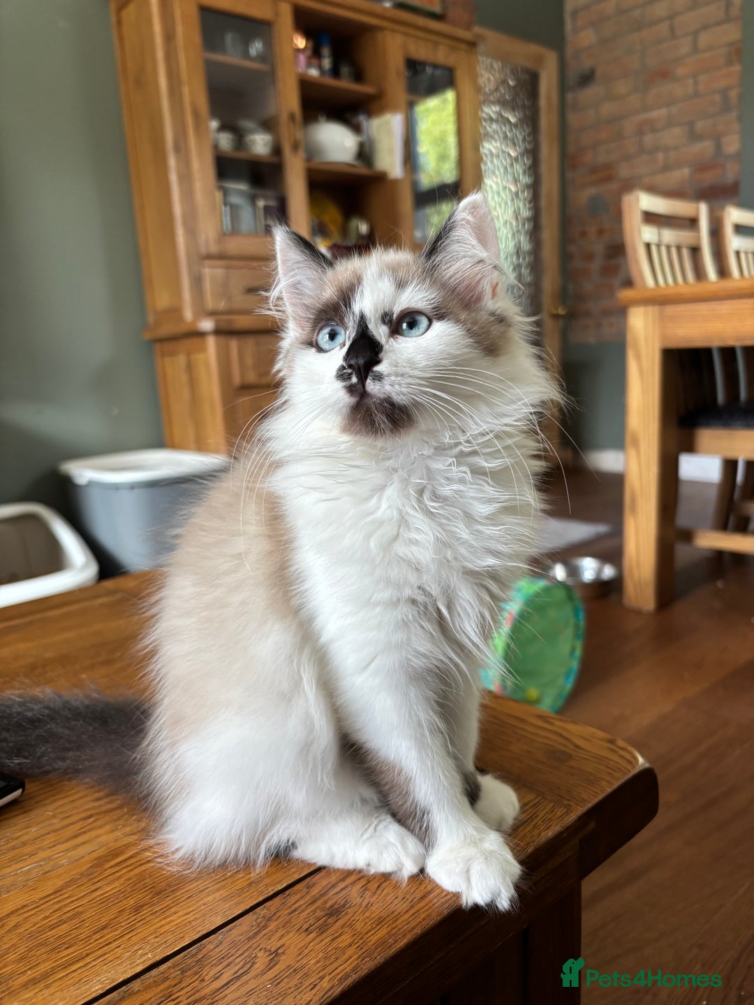 Siberian cats for sale: Estrella - purebred Siberian/ Neva Masquerade  - Image 2