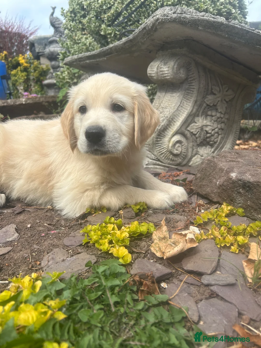 Golden Shepherd dogs for sale: golden retriever x golden shepherd puppies   - Advert 1