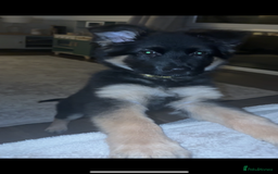 German Shepherd dogs for sale: German shepherd female  - Advert 1