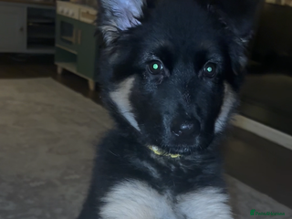 German Shepherd dogs German shepherd female - Advert 1