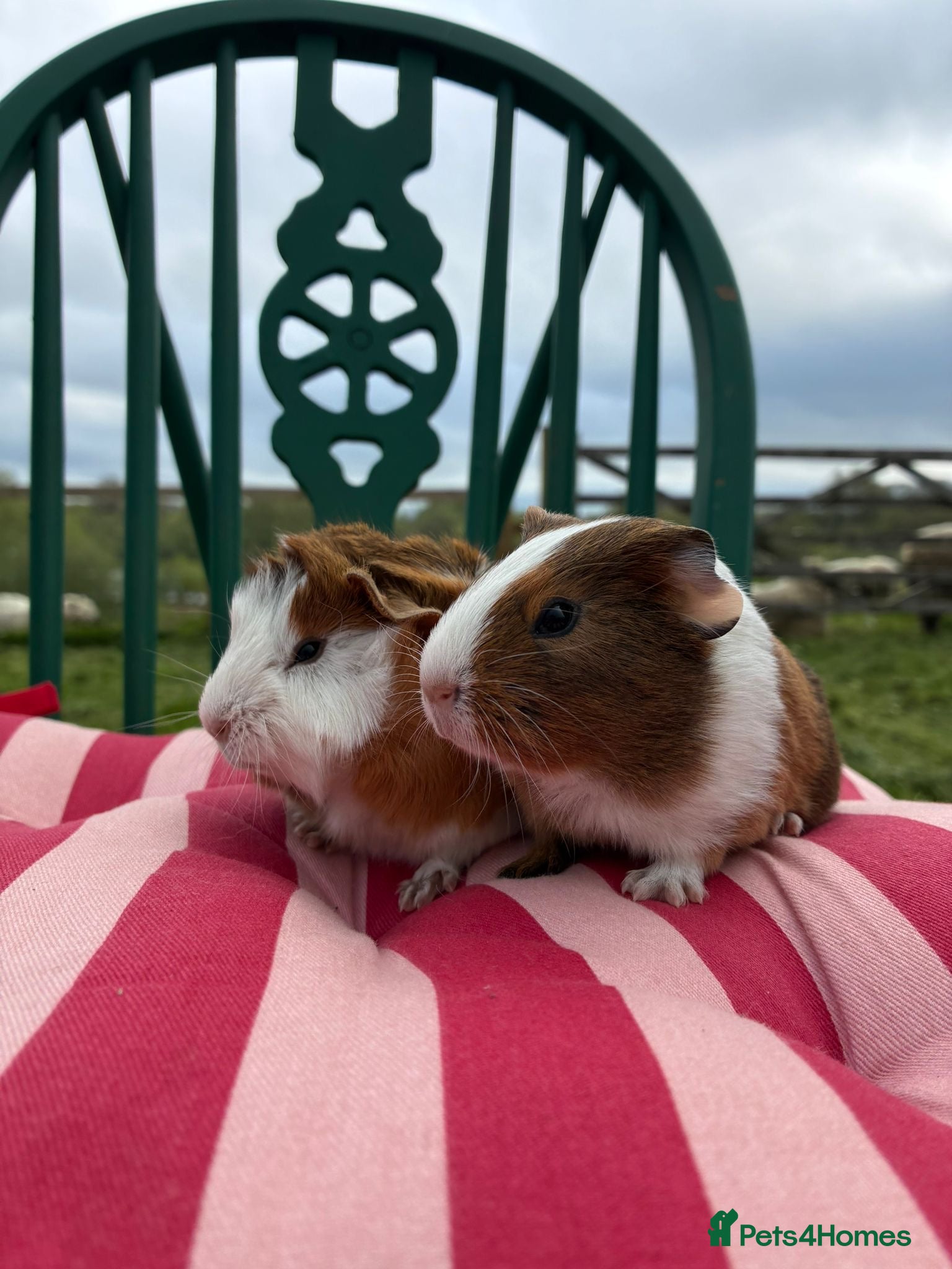 Guinea Pig rodents Baby guinea pigs for sale  - Advert 1