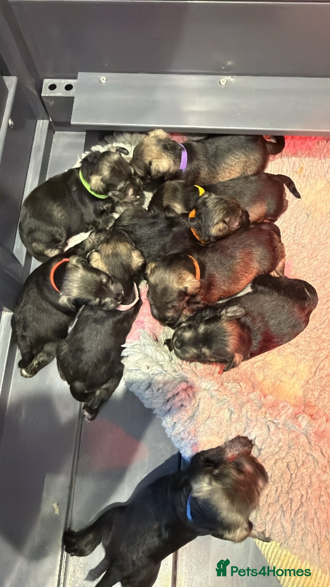 Miniature Schnauzer dogs Miniature Schnauzers KC/BVA/MAC Tested  - Advert 1