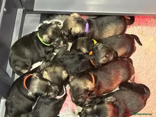 Miniature Schnauzer dogs for sale: Miniature Schnauzers KC/BVA/MAC Tested - Advert 1