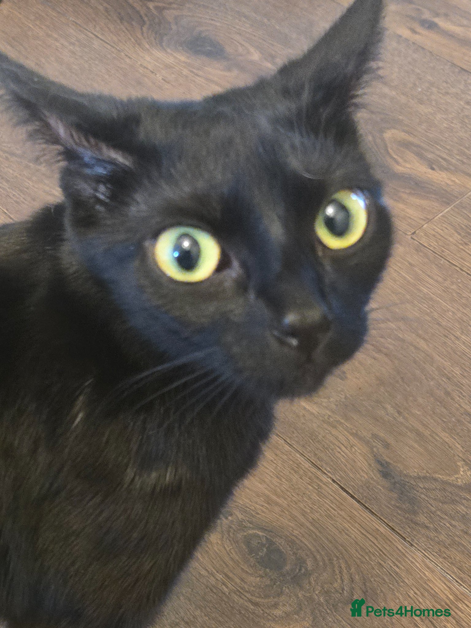 Mixed Breed cats for sale: Kittens  - Advert 1