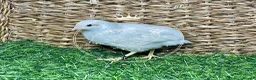 Quail poultry for sale: Chinese Painted/Button Quail | Eggs/Chicks/Layers  in Wells - Advert 11
