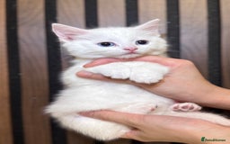 British Shorthair cats for sale: 🎃The Jack Frost Litter–Frost & Pumpkin Whiskers❄️ - Image 18