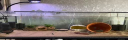 Axolotl reptiles for sale: Axolotl only  in Mansfield - Advert 2