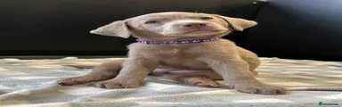 Miss Purple Collar Silver Girl 💜🩶