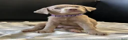 Labrador Retriever dogs for sale: ⭐Waiting list open for end of the year litters⭐  - Advert 34