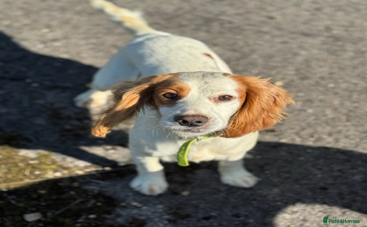 Sprocker dogs - Advert 1