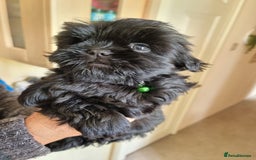 Shih Tzu dogs for sale: Shih tzu - Image 7