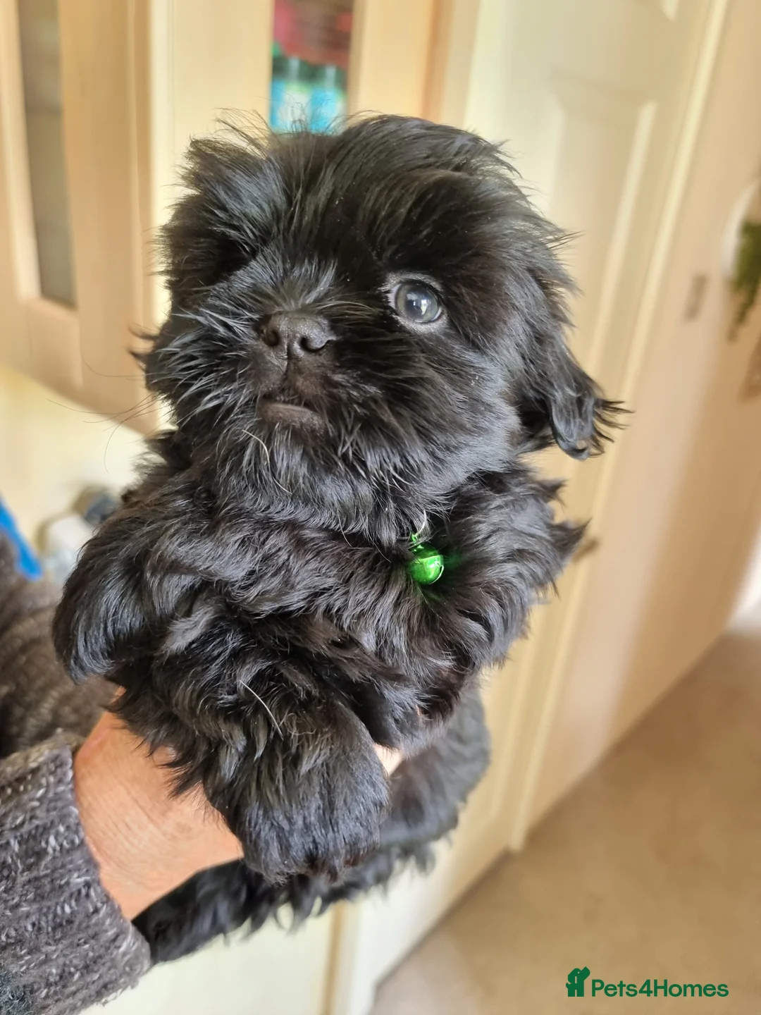 Shih Tzu dogs for sale: Shih tzu - Advert 7