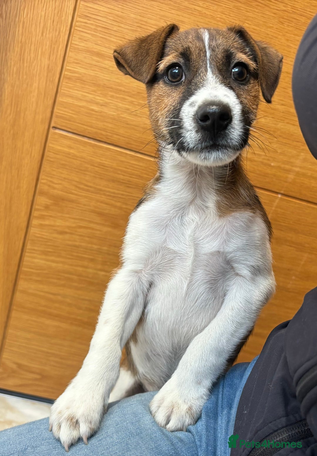 Jack Russell dogs for sale: One 10week old docked pure breed broken coated boy - Image 14
